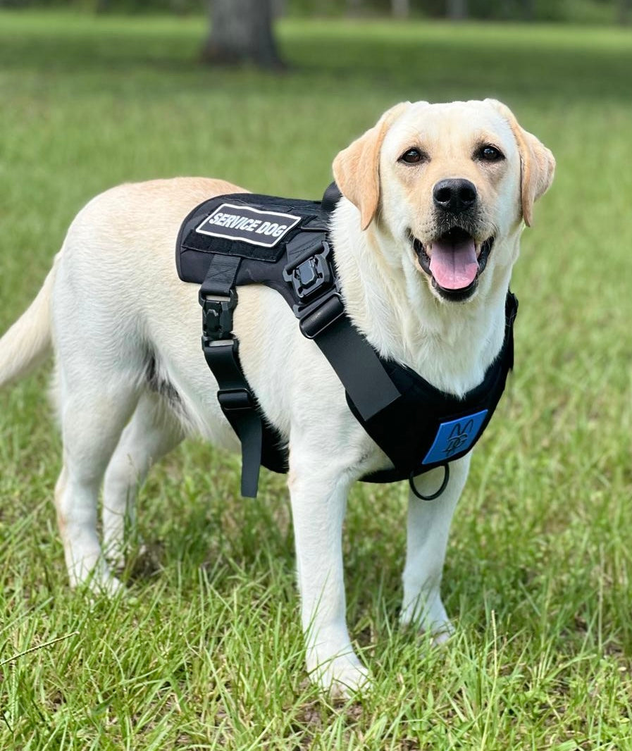 Labradore Working Harness