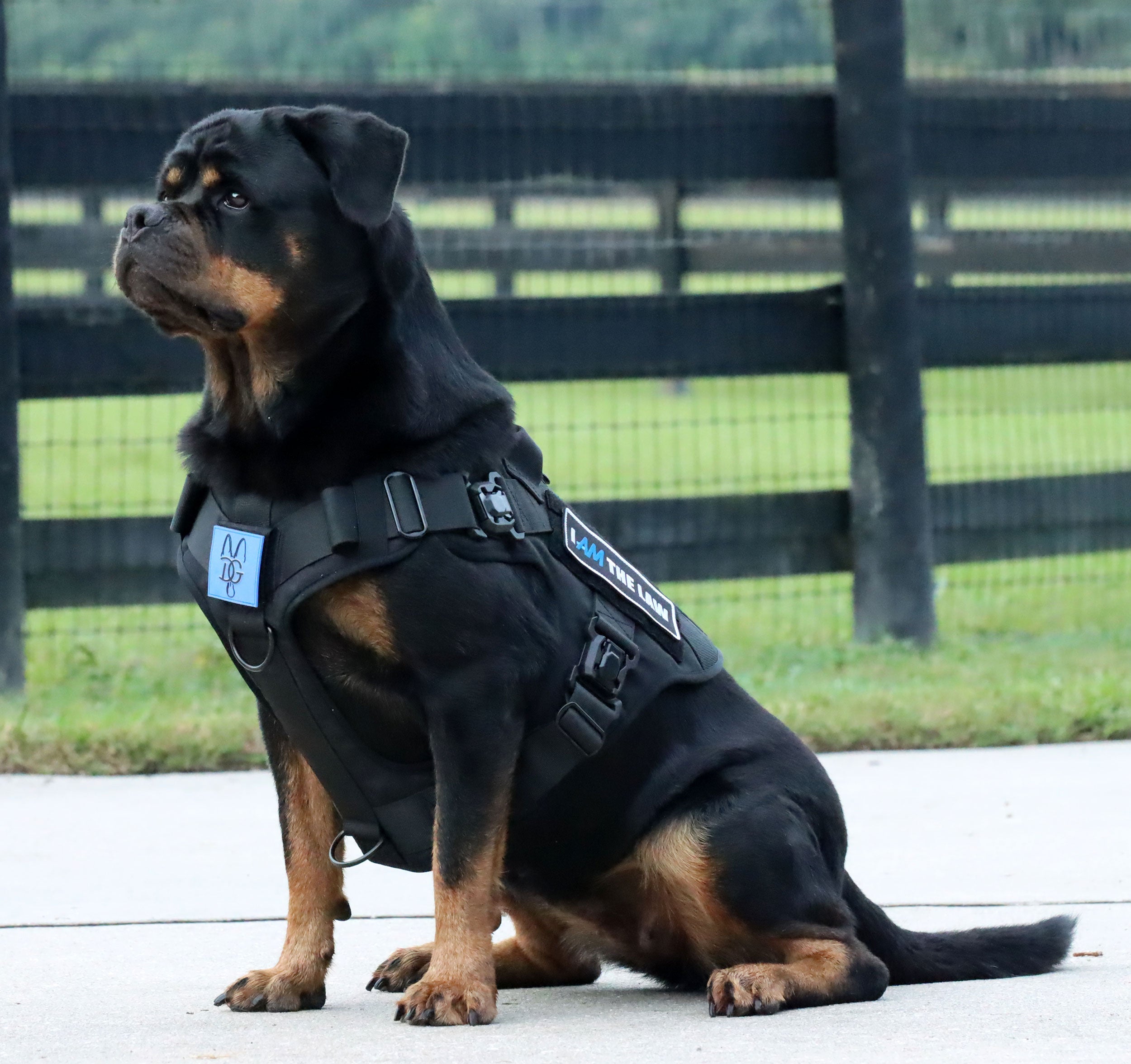 Magnetic Dog Harnesses | Quick-Release and Easy To Use